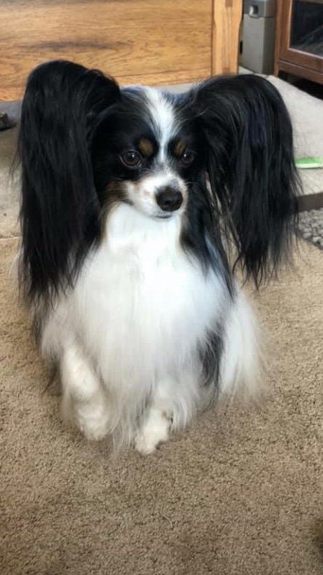 Papillon