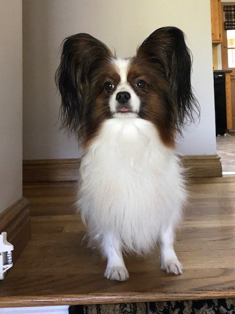 Olaf