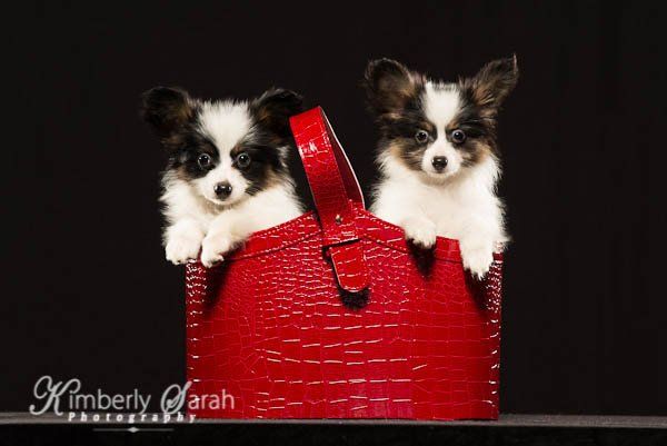 newborn Papillons