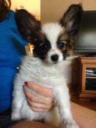 Don Camillo puppy