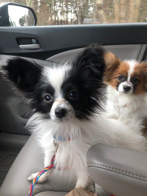Two Papillon dogs in a car. One with a black and white face looks directly at the camera
