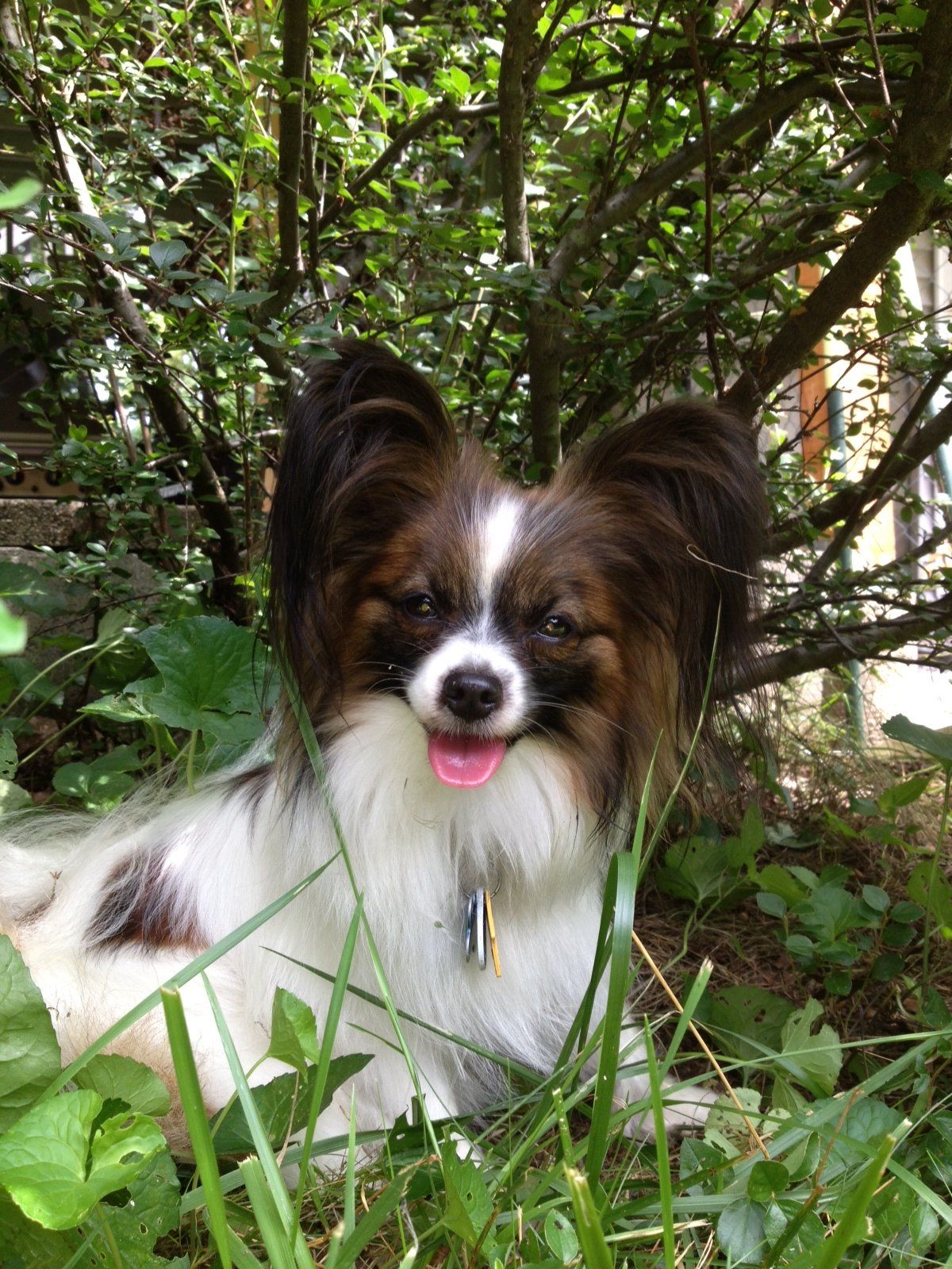 Papillon