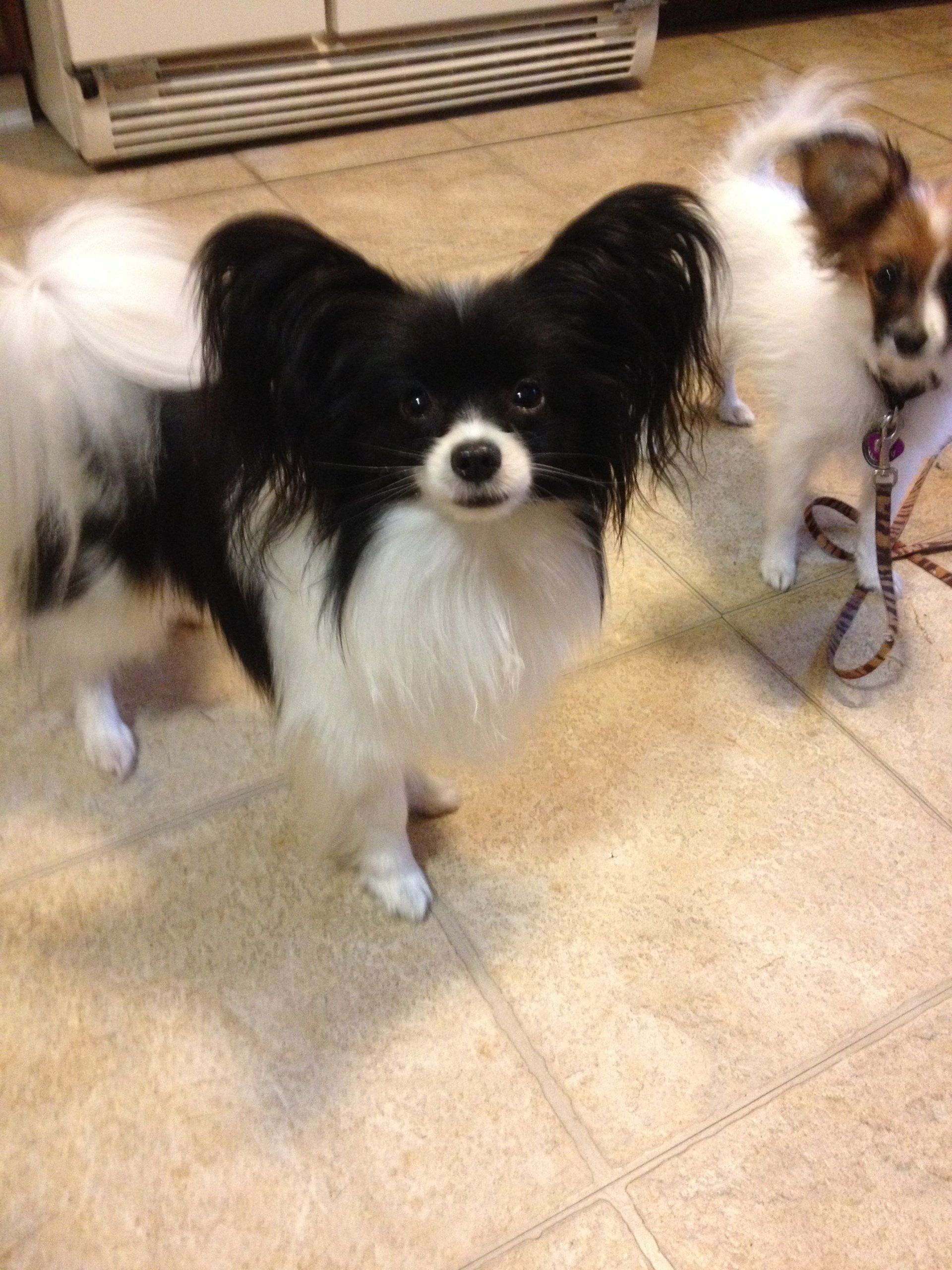 Papillon