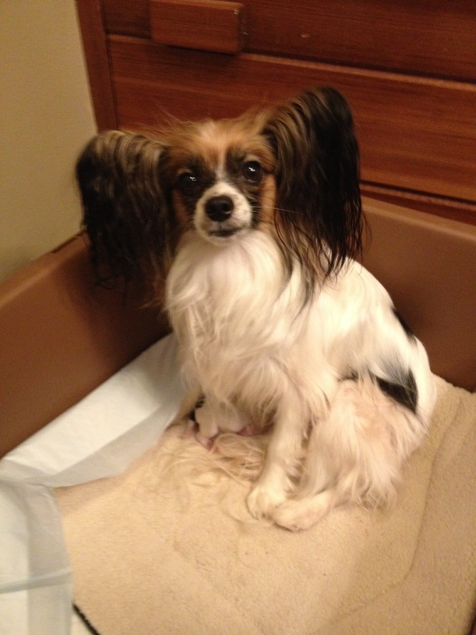 Papillon