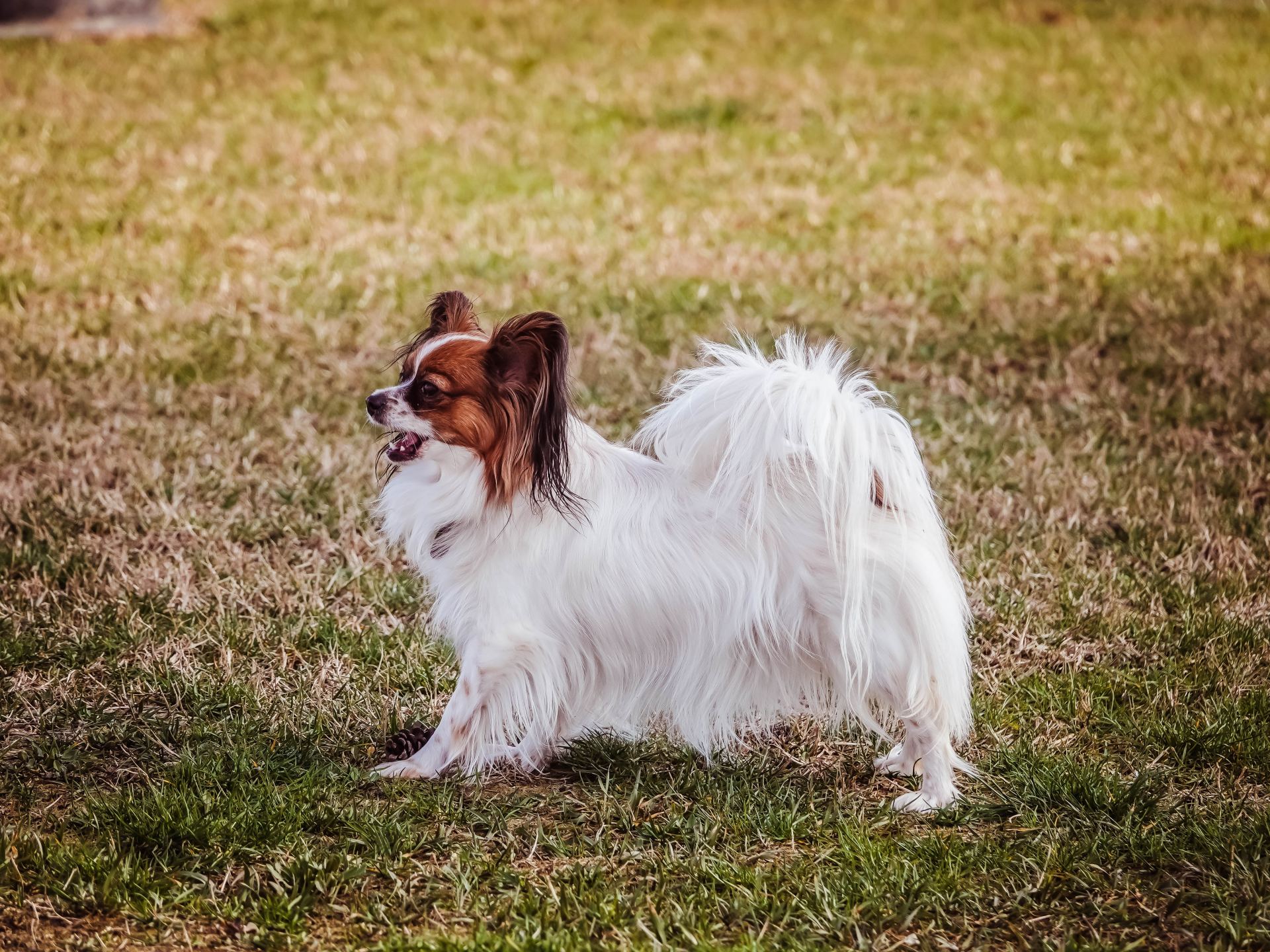 Papillon