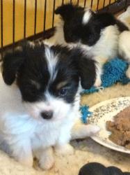 Don Camillo puppies