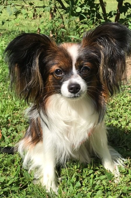 Papillon
