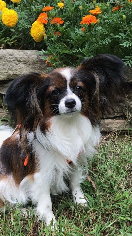 A Papillon dog with brown, white, and black fur sits outside, with a garden of yellow and orange flowers in the background.