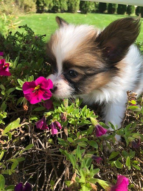 Papillon puppy smelling flowers