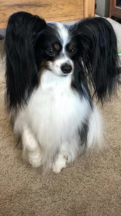 Papillon