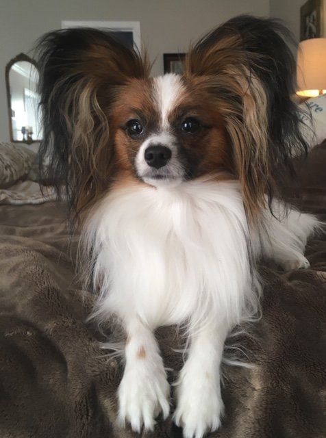 Papillon