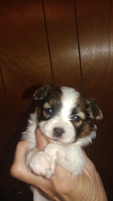 Papillon puppy