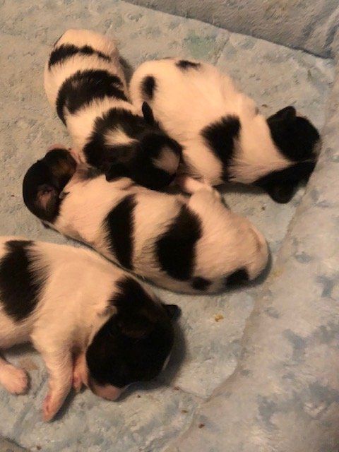 Papillon puppies