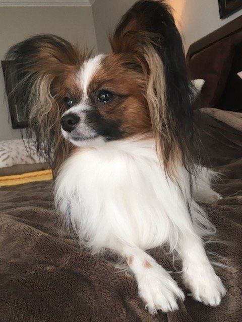 Papillon dog with white, brown, and black fur, lying on a brown blanket, looking alert.