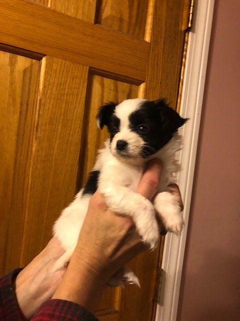 Papillon puppy
