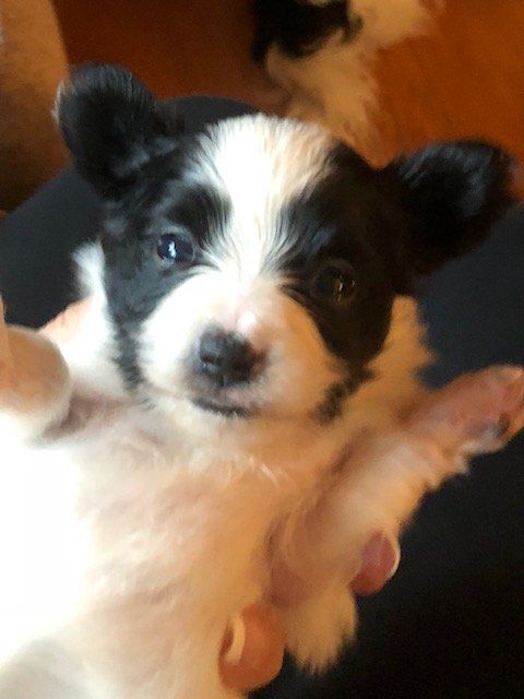 Papillon puppy