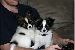 Don Camillo puppies