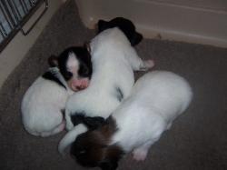 Don Camillo puppies