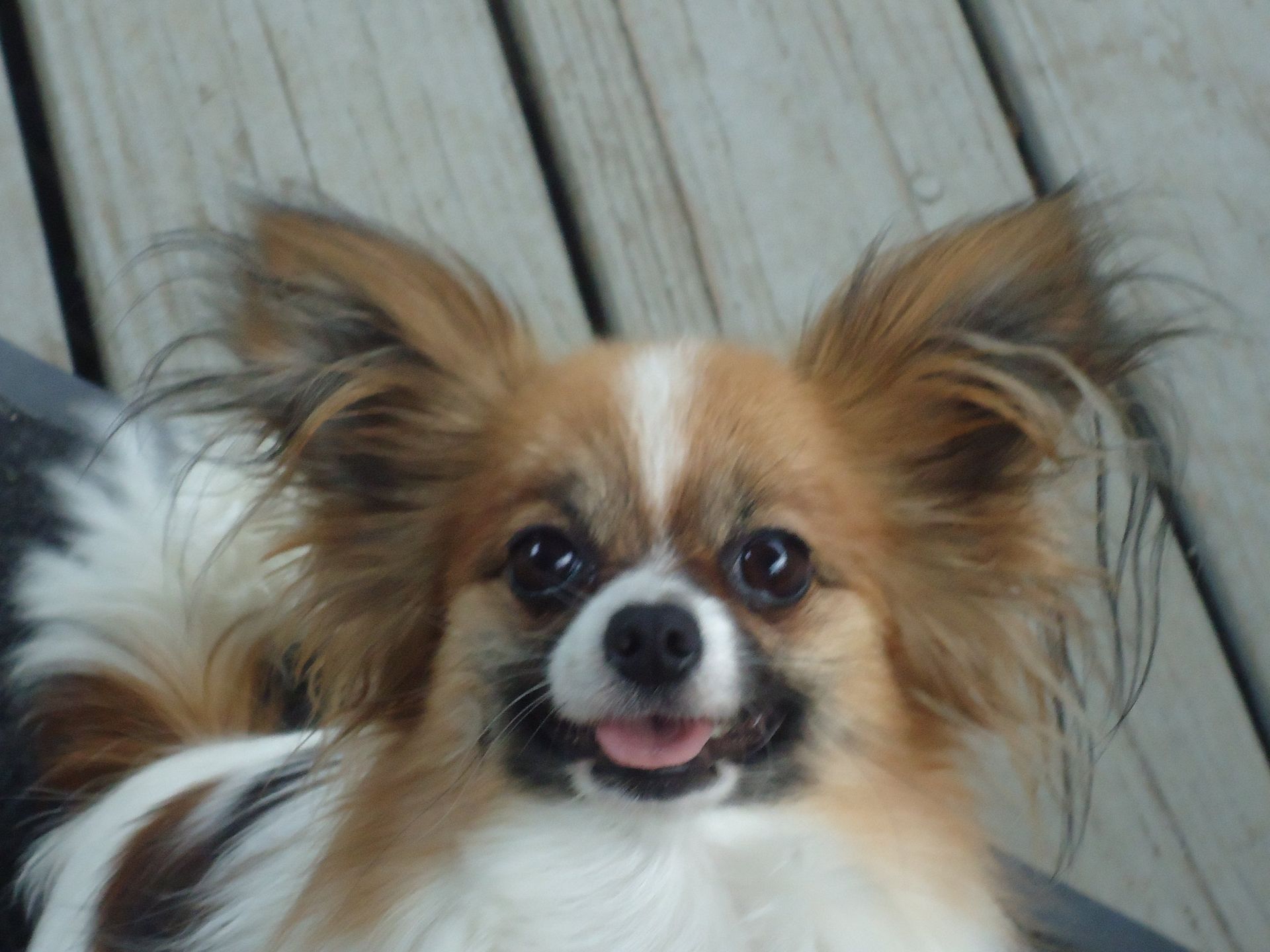 Papillon puppy