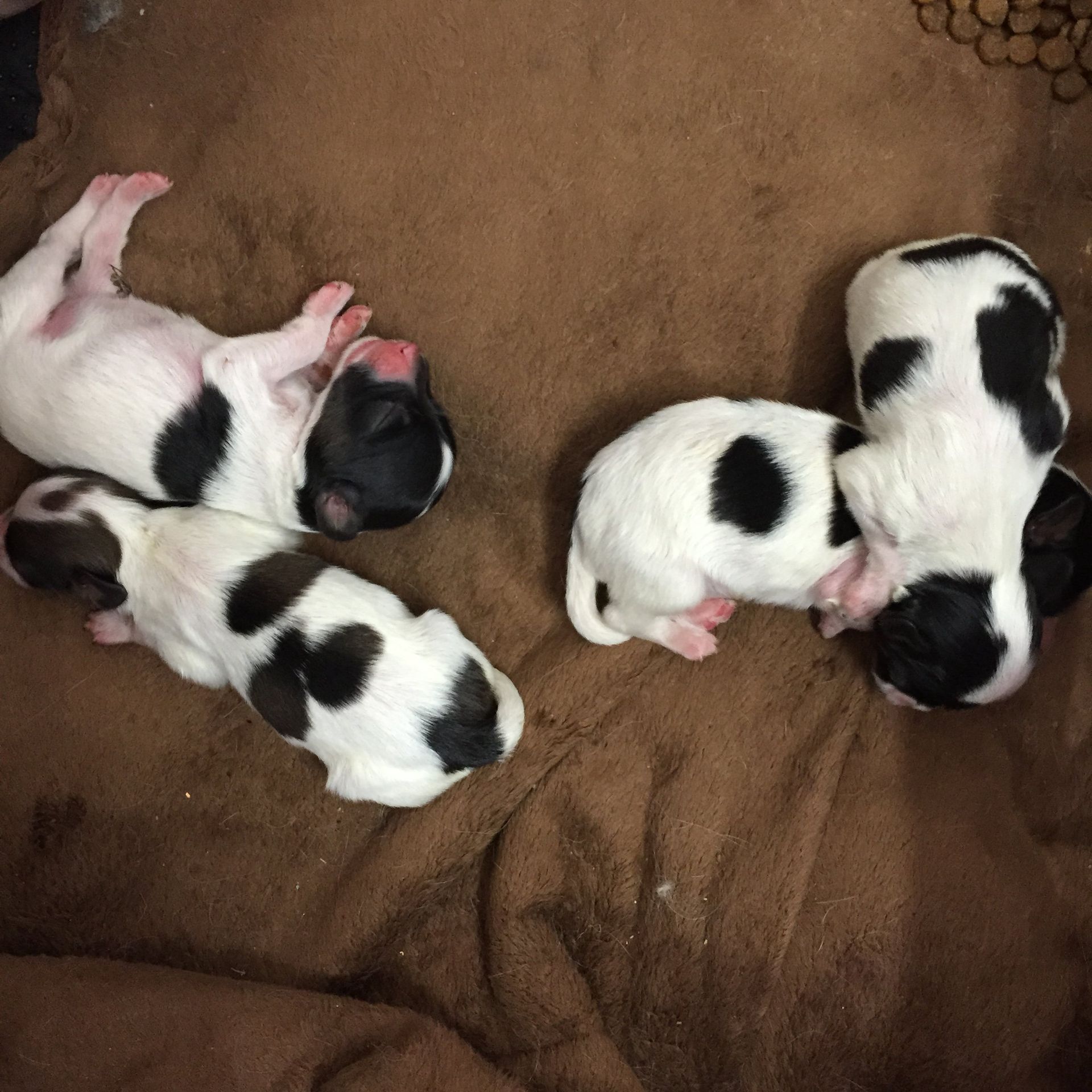 Papillon puppies