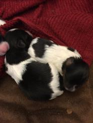 Papillon puppies