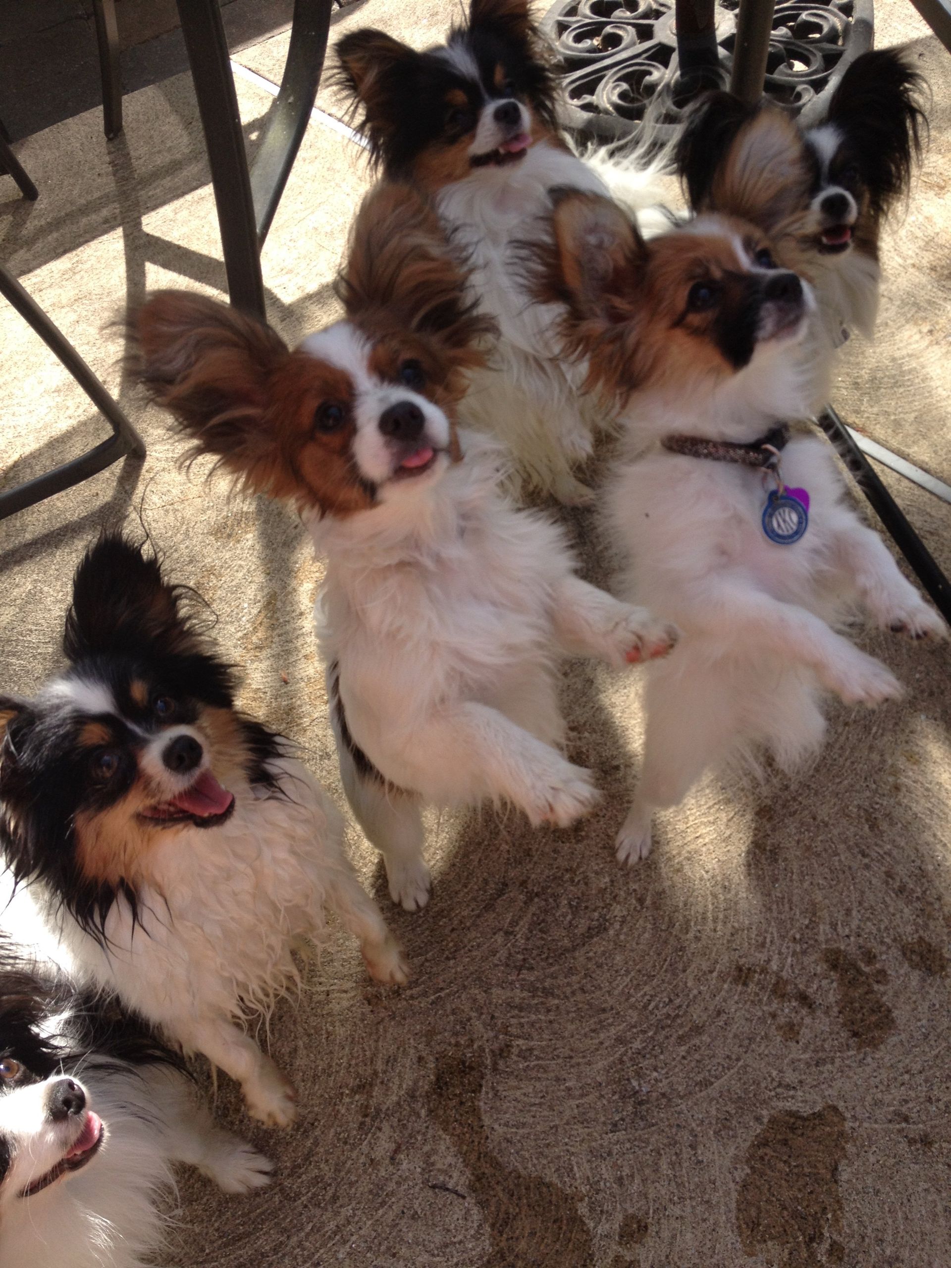 Papillons