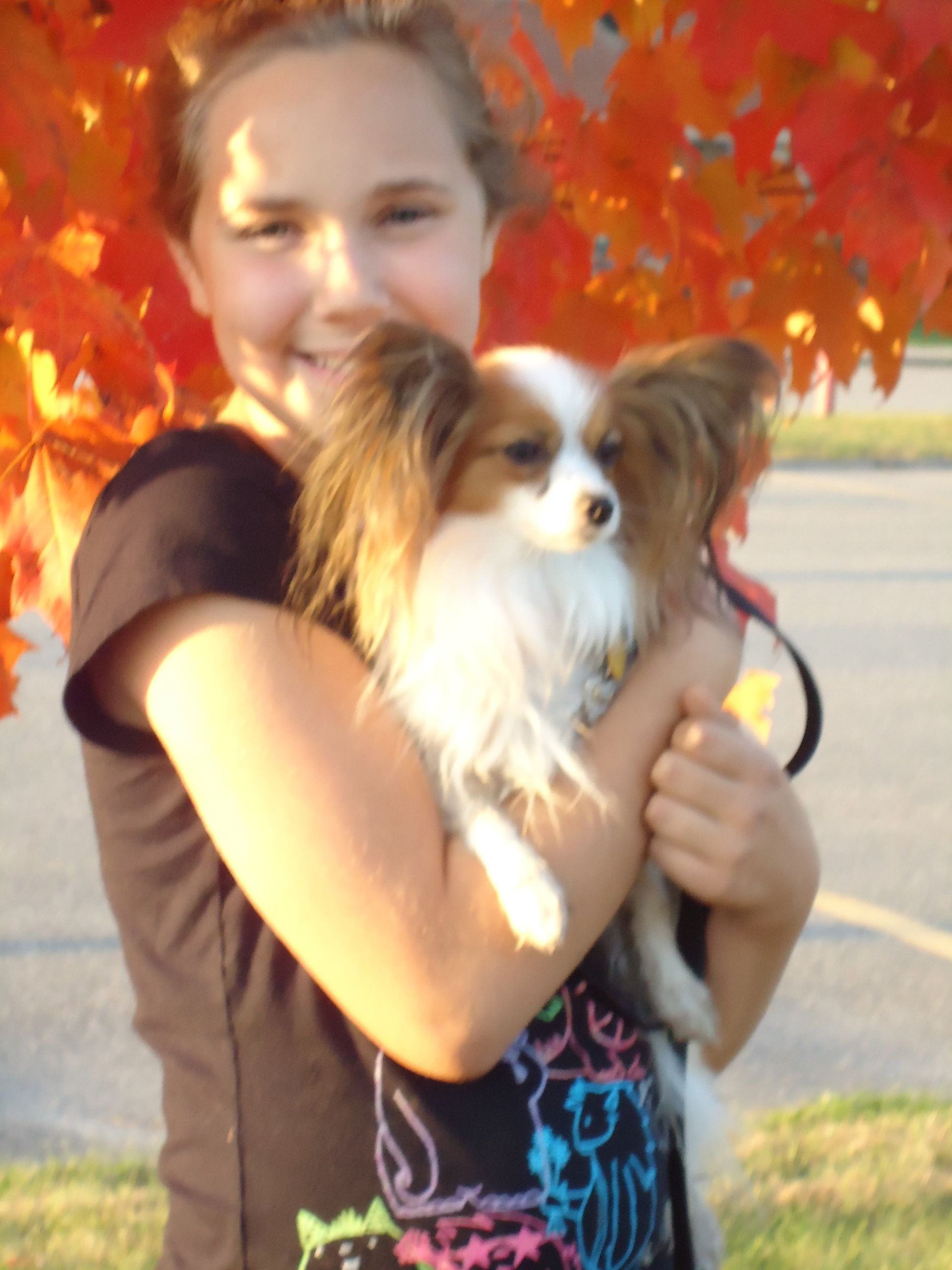 Papillon