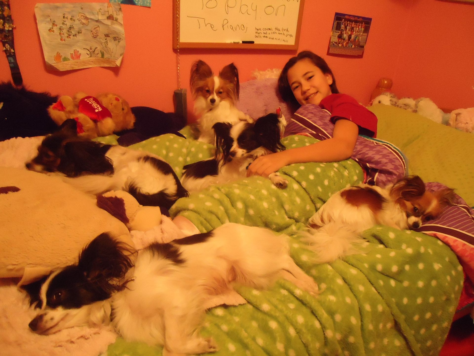 Papillons in a bed