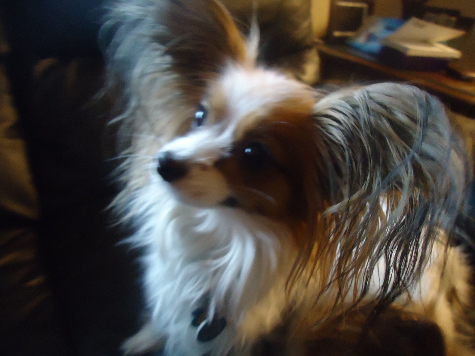 Papillon