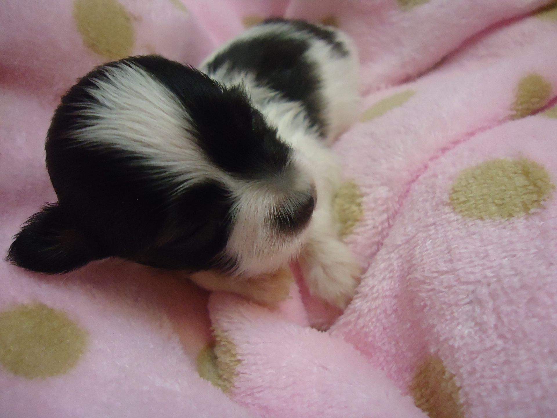 Papillon puppy