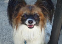Papillon