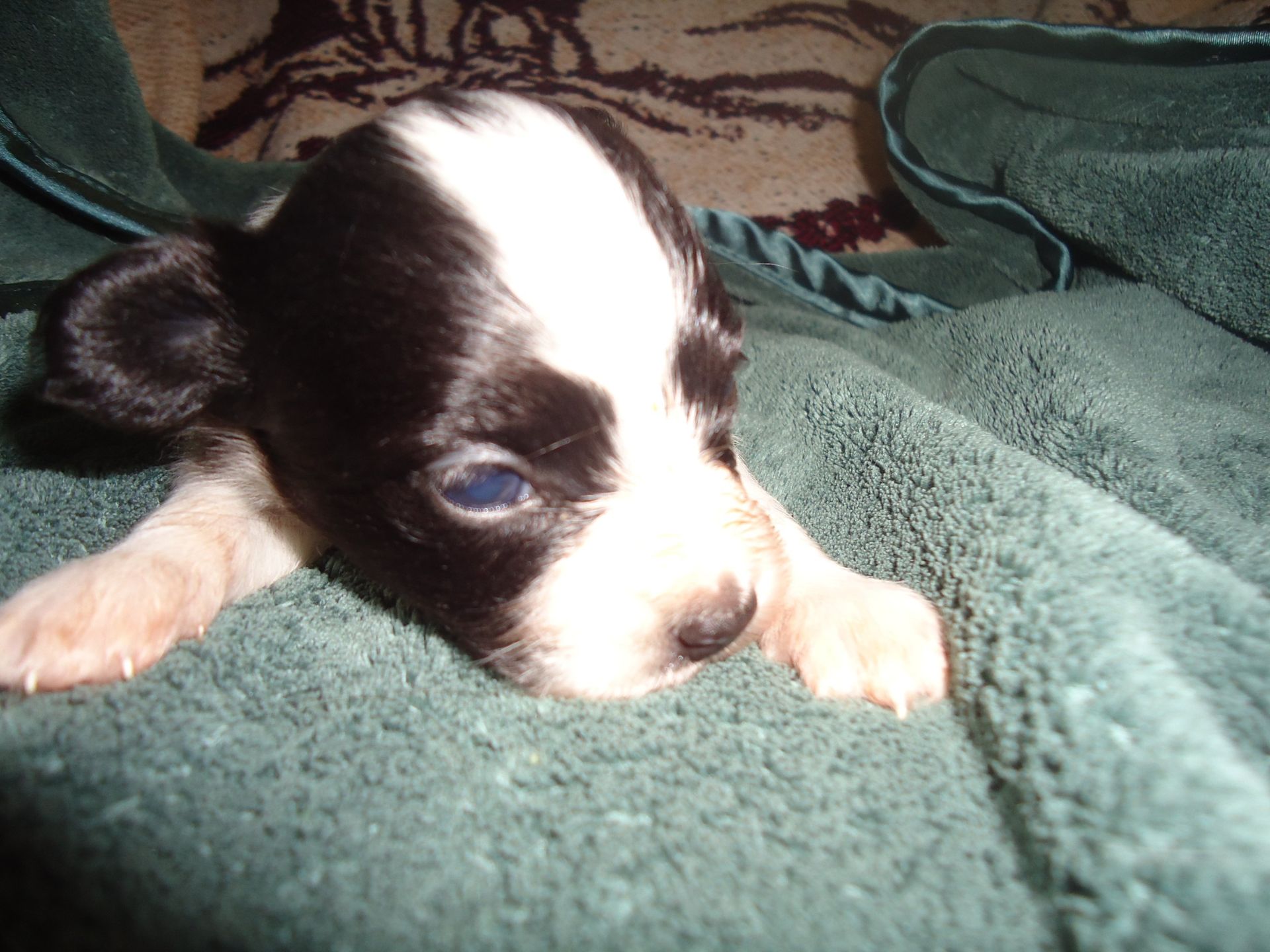 Papillon puppy
