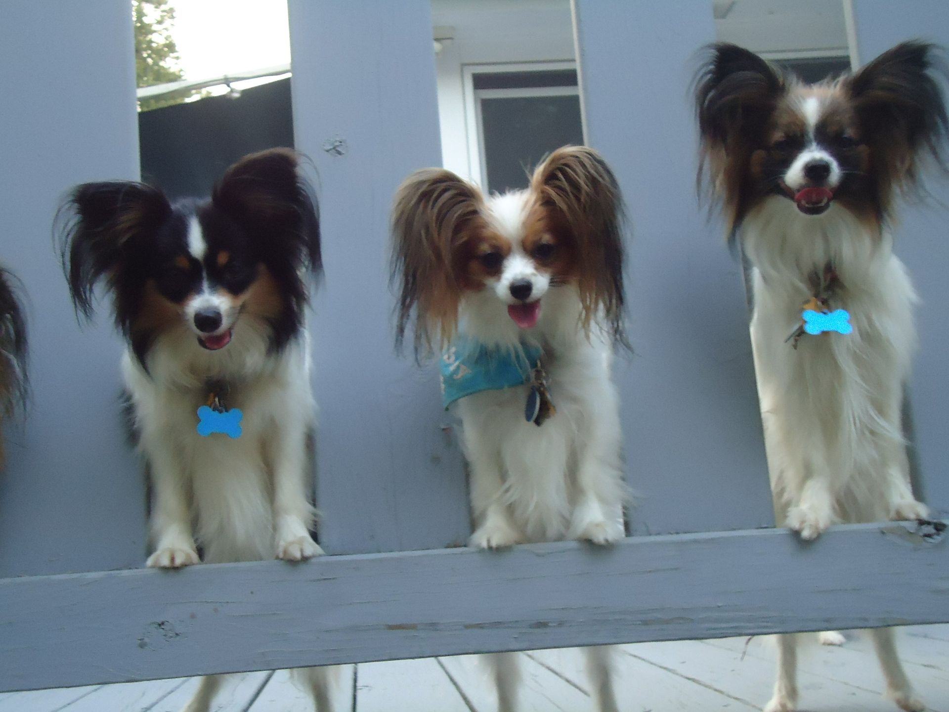 Papillons