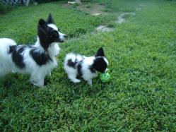 Papillons