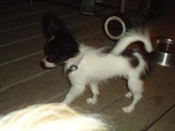 Papillon