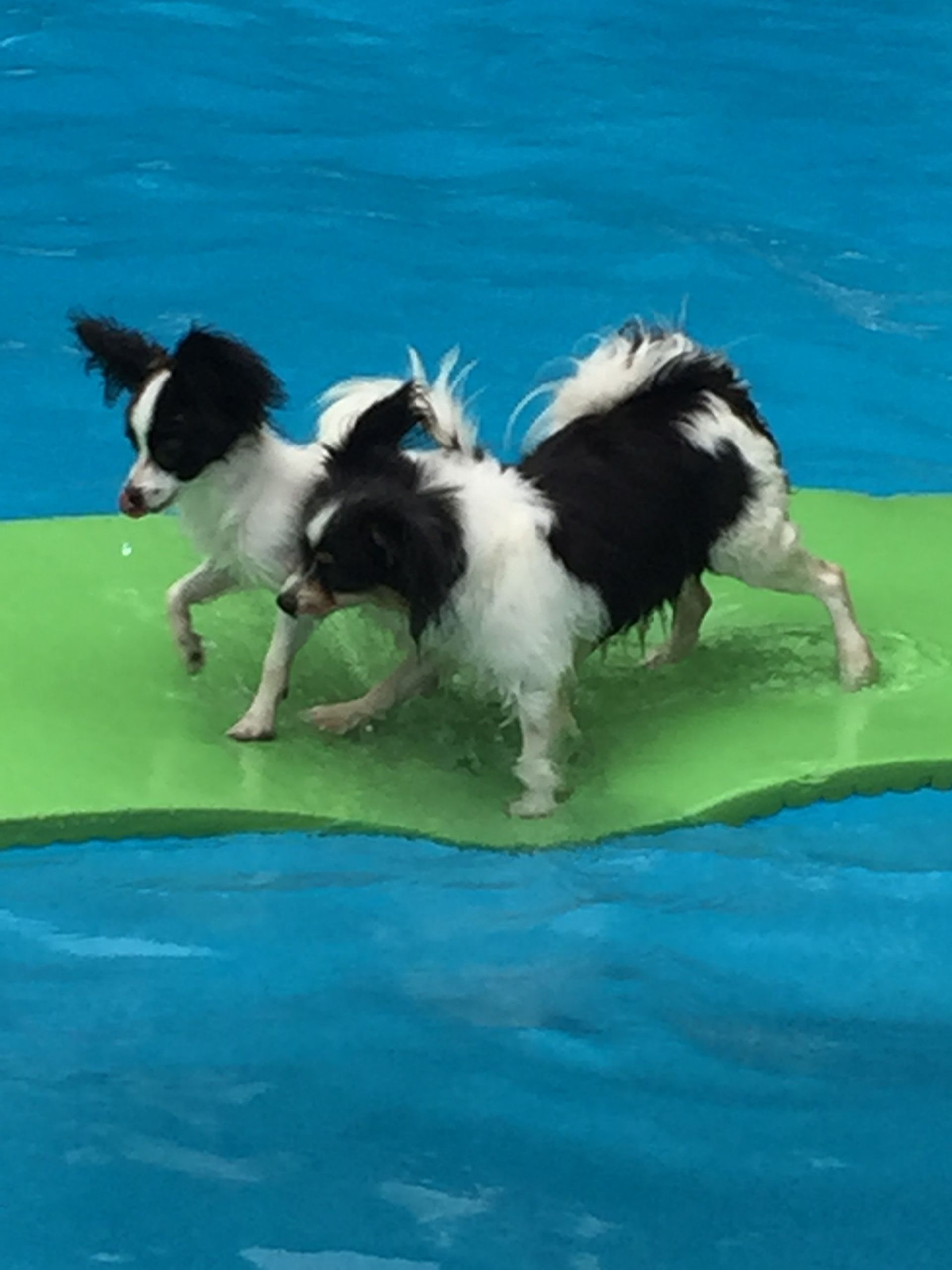 Papillons in a pool
