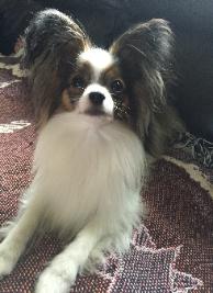 Papillon
