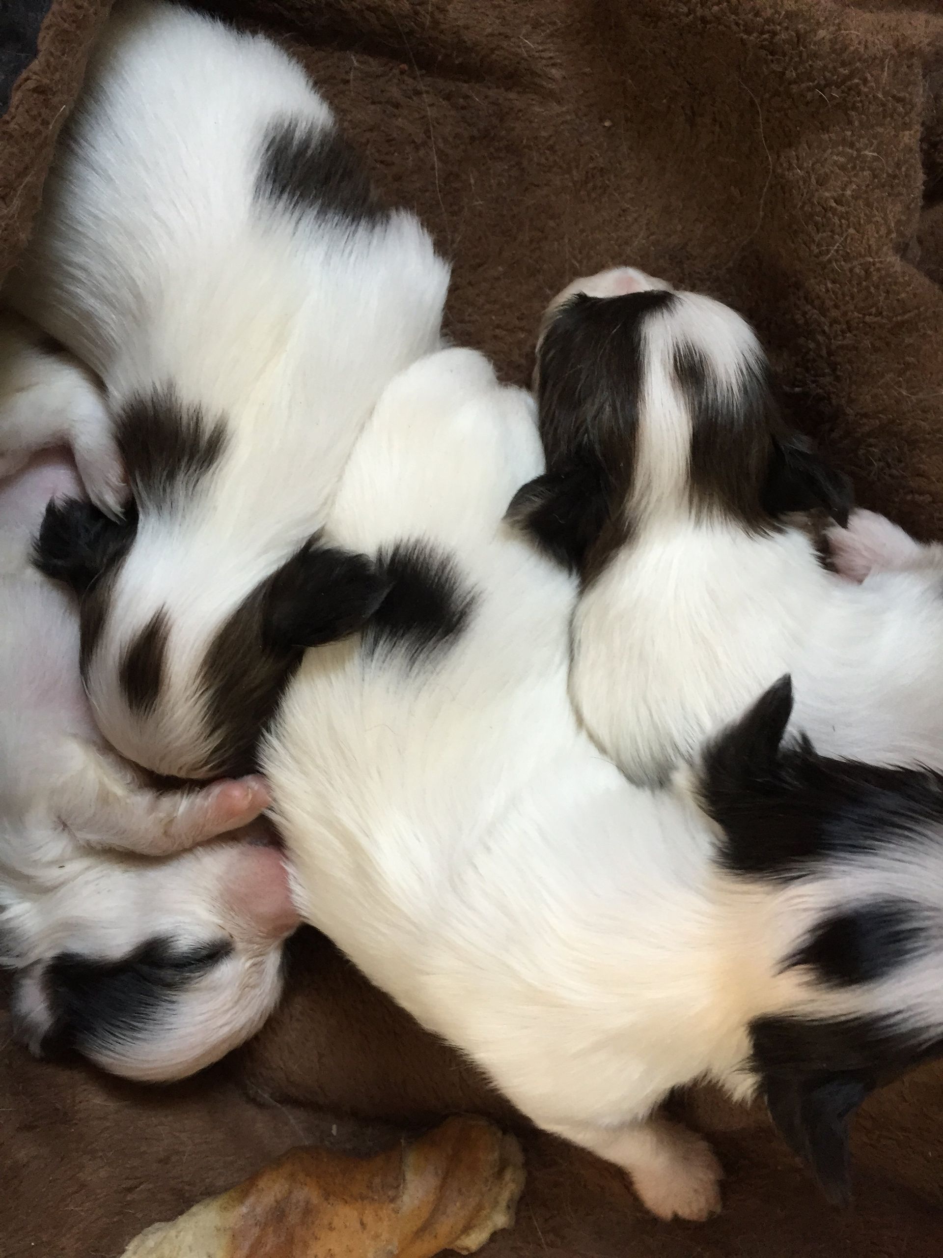 Papillon puppies