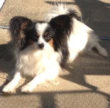 Papillon