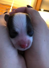 Papillon puppy