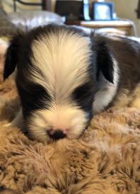Papillon puppy