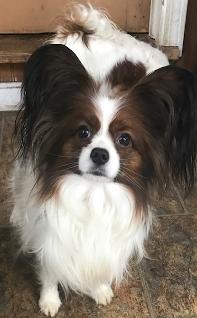 Papillon
