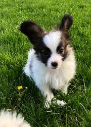 Papillon puppy