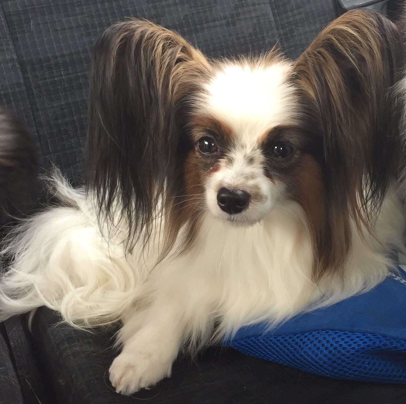 Papillon