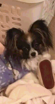 Papillon