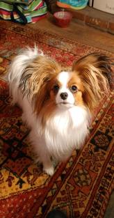 Papillon