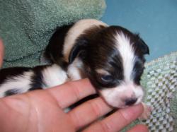 Papillon puppy