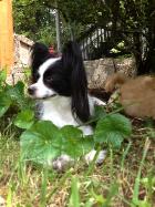 Papillon