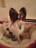 Papillon