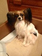 Papillon